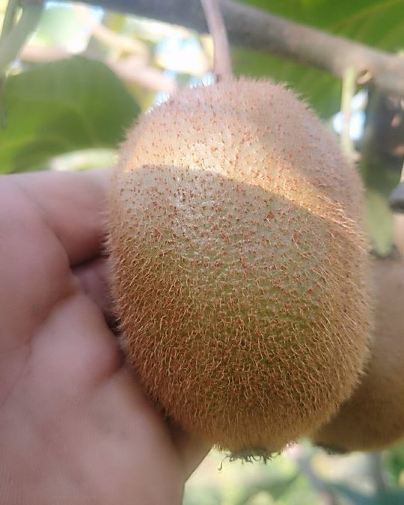 徐香一级货