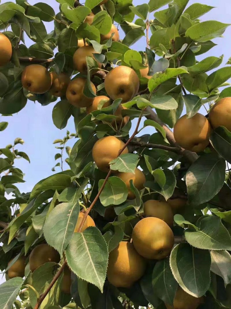 湖北省宜城市黄花梨又翠又甜大量上市