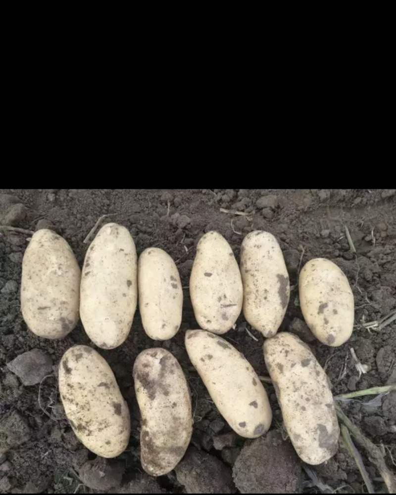 《荷兰十五土豆》河北基地直发保质保量一条龙服务量大从优