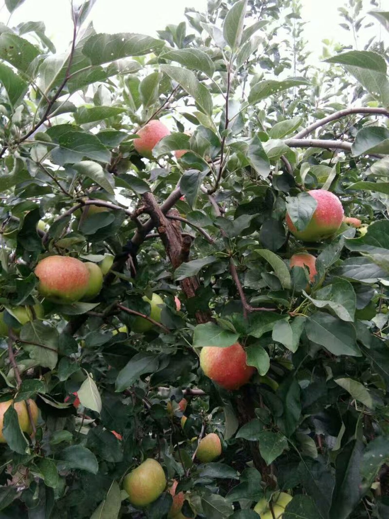美八苹果