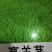 草坪草坪种子黑麦草种子进口黑麦草种子生态护坡种子耐寒四季