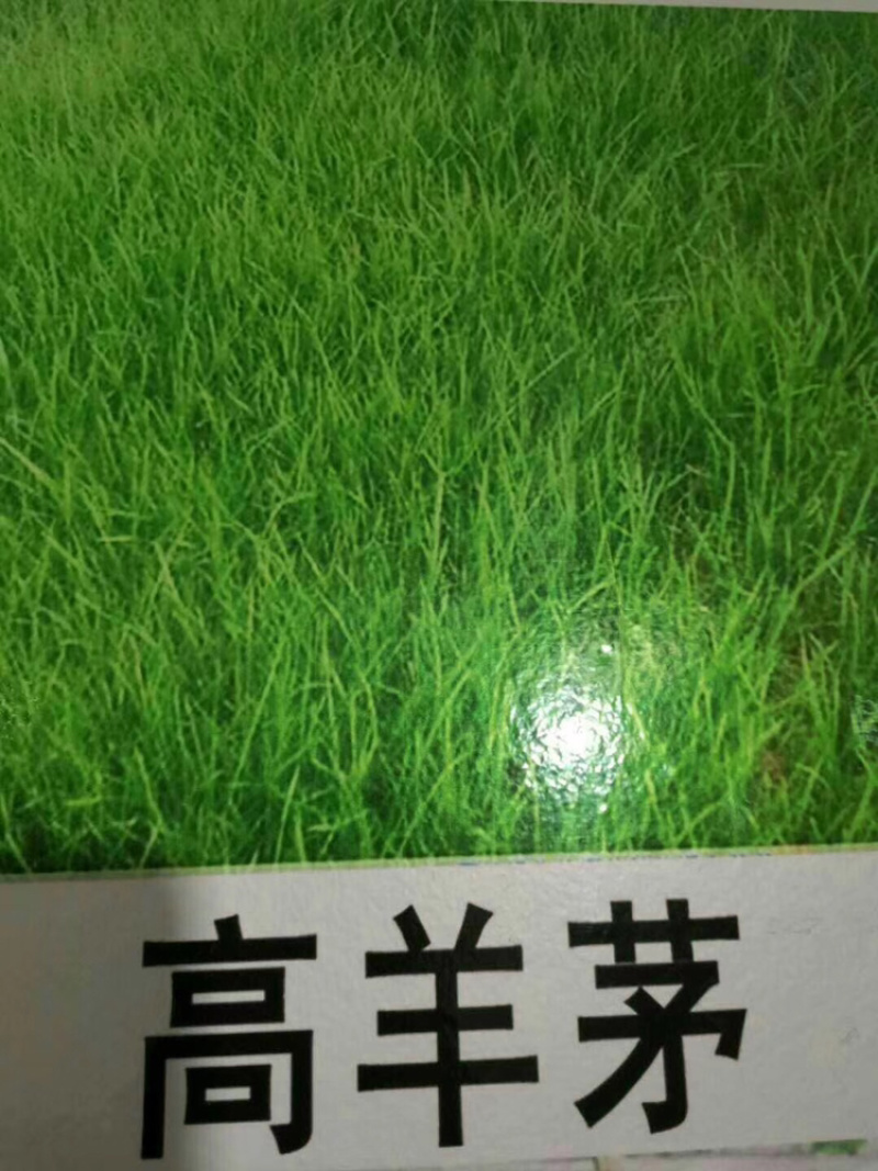 草坪草坪种子黑麦草种子进口黑麦草种子生态护坡种子耐寒四季