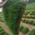 草坪草坪种子黑麦草种子进口黑麦草种子生态护坡种子耐寒四季
