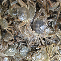 太湖水系大闸蟹老头蟹