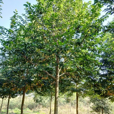 乐昌含笑香樟栾树桂花广玉兰香泡香橼香柚