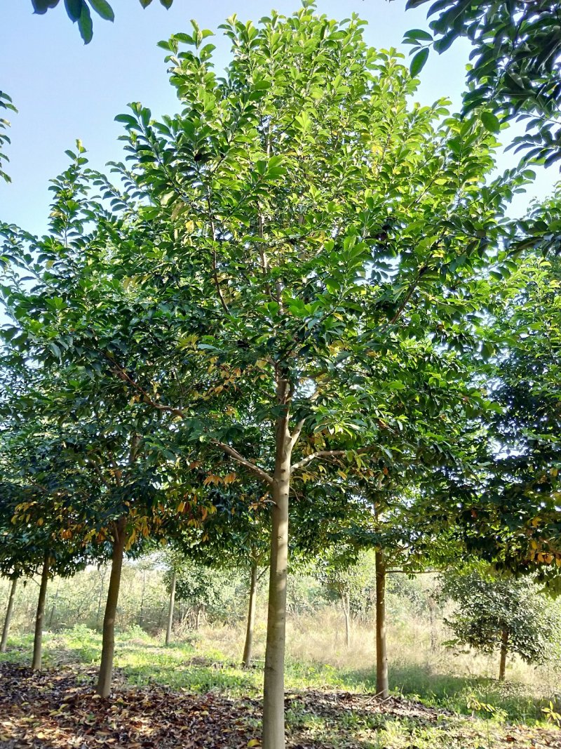 乐昌含笑香樟栾树桂花广玉兰香泡香橼香柚