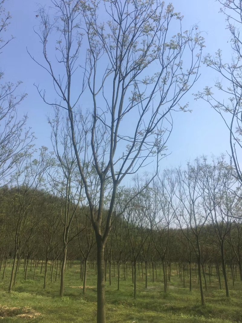 栾树