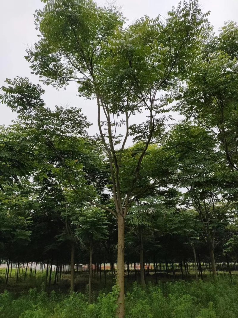 栾树