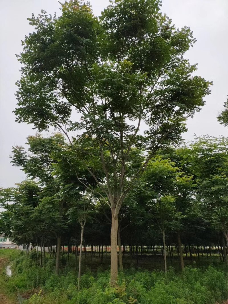 栾树