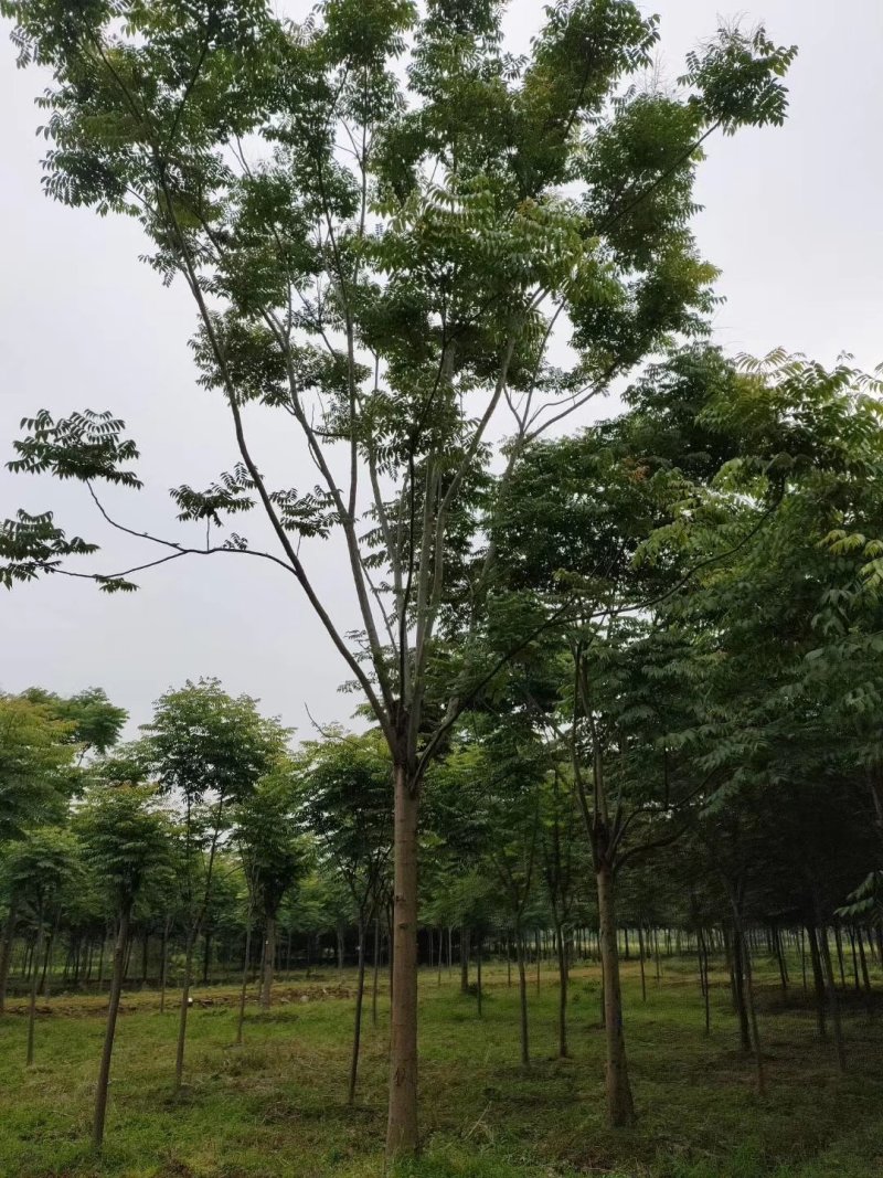 栾树