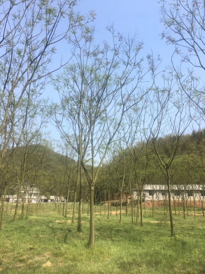 栾树