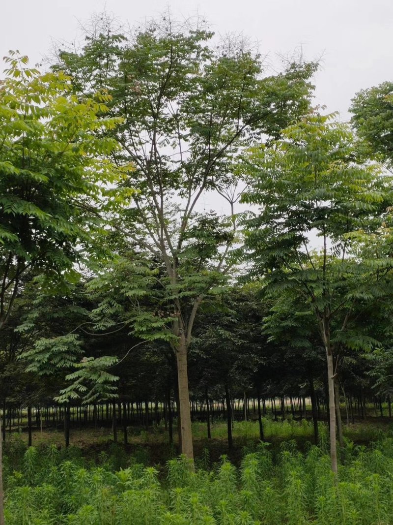 栾树