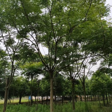 栾树