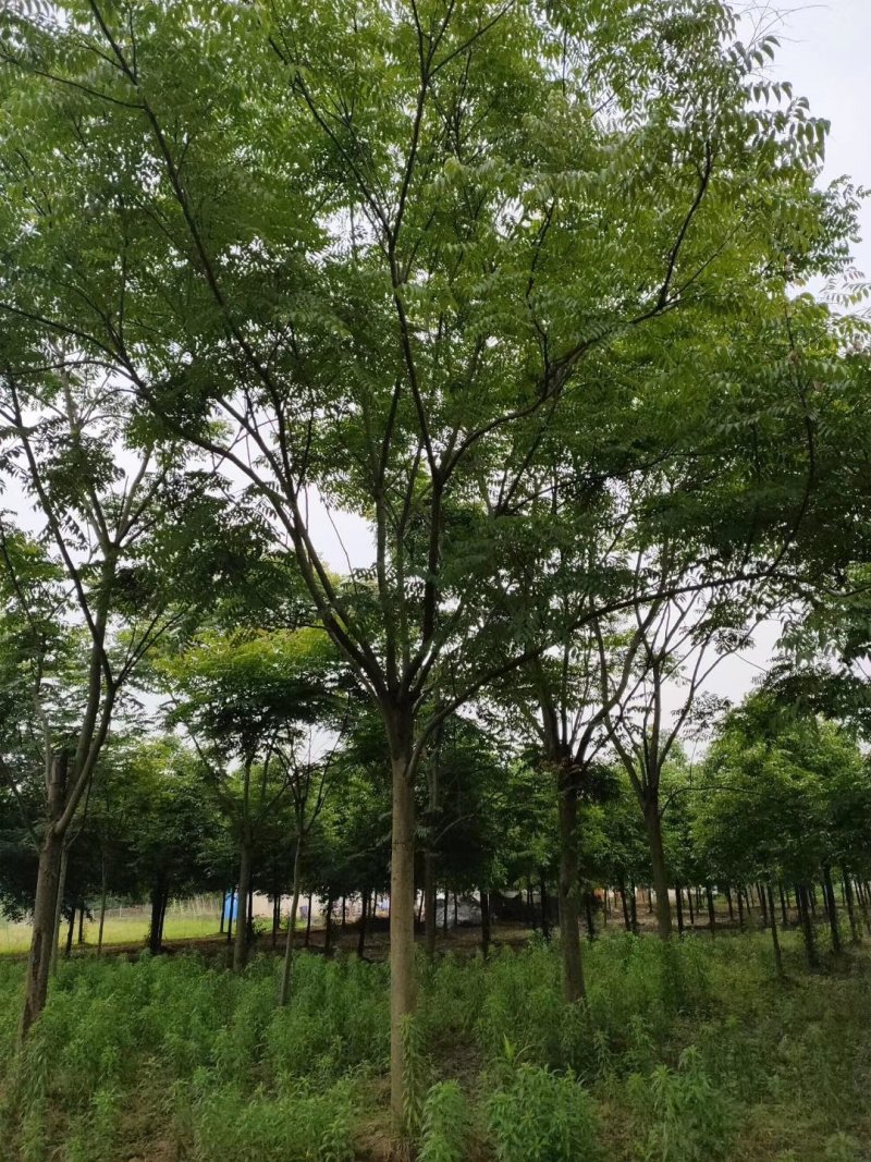 栾树