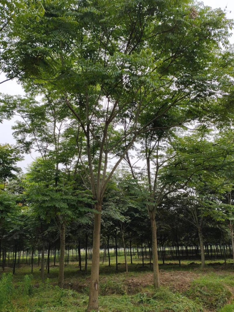 栾树