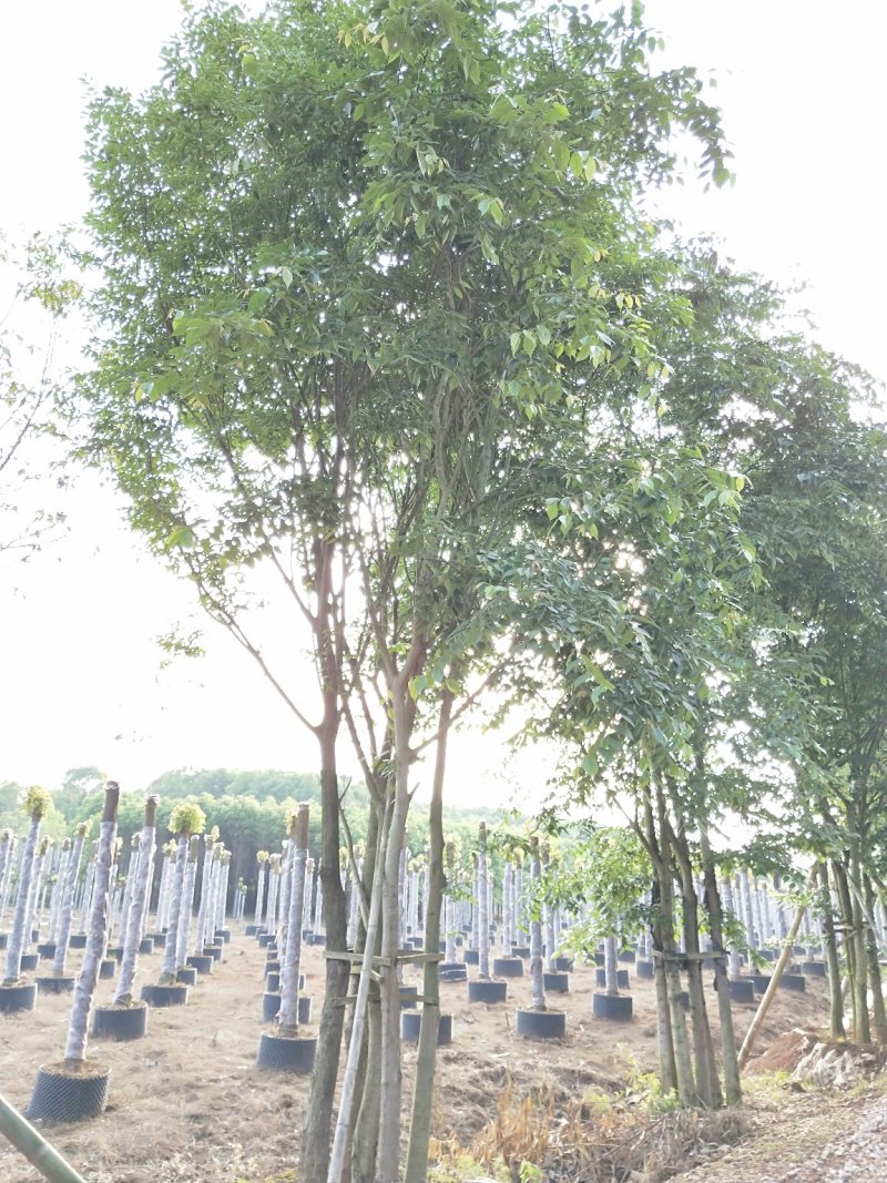 多杆拼栽朴树