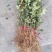 【精选推荐花椒苗】韩城大红袍狮子头，黄盖花椒苗，少量刺花椒苗