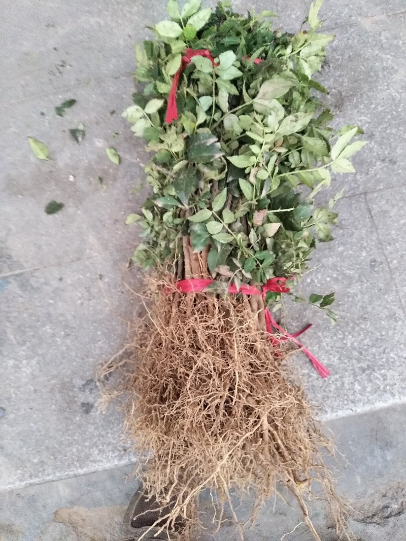 【精选推荐花椒苗】韩城大红袍狮子头，黄盖花椒苗，少量刺花椒苗