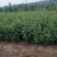【精选推荐花椒苗】韩城大红袍狮子头，黄盖花椒苗，少量刺花椒苗