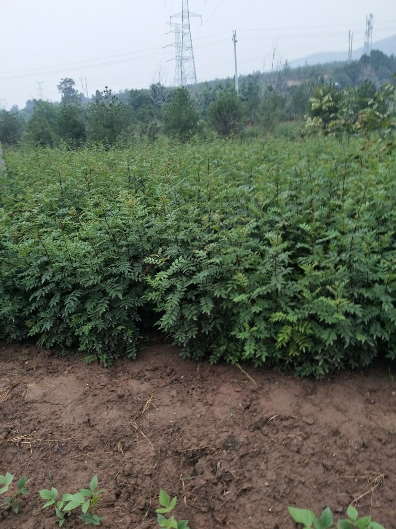 【精选推荐花椒苗】韩城大红袍狮子头，黄盖花椒苗，少量刺花椒苗