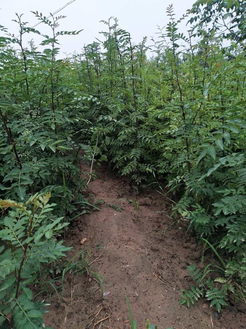 【精选推荐花椒苗】韩城大红袍狮子头，黄盖花椒苗，少量刺花椒苗