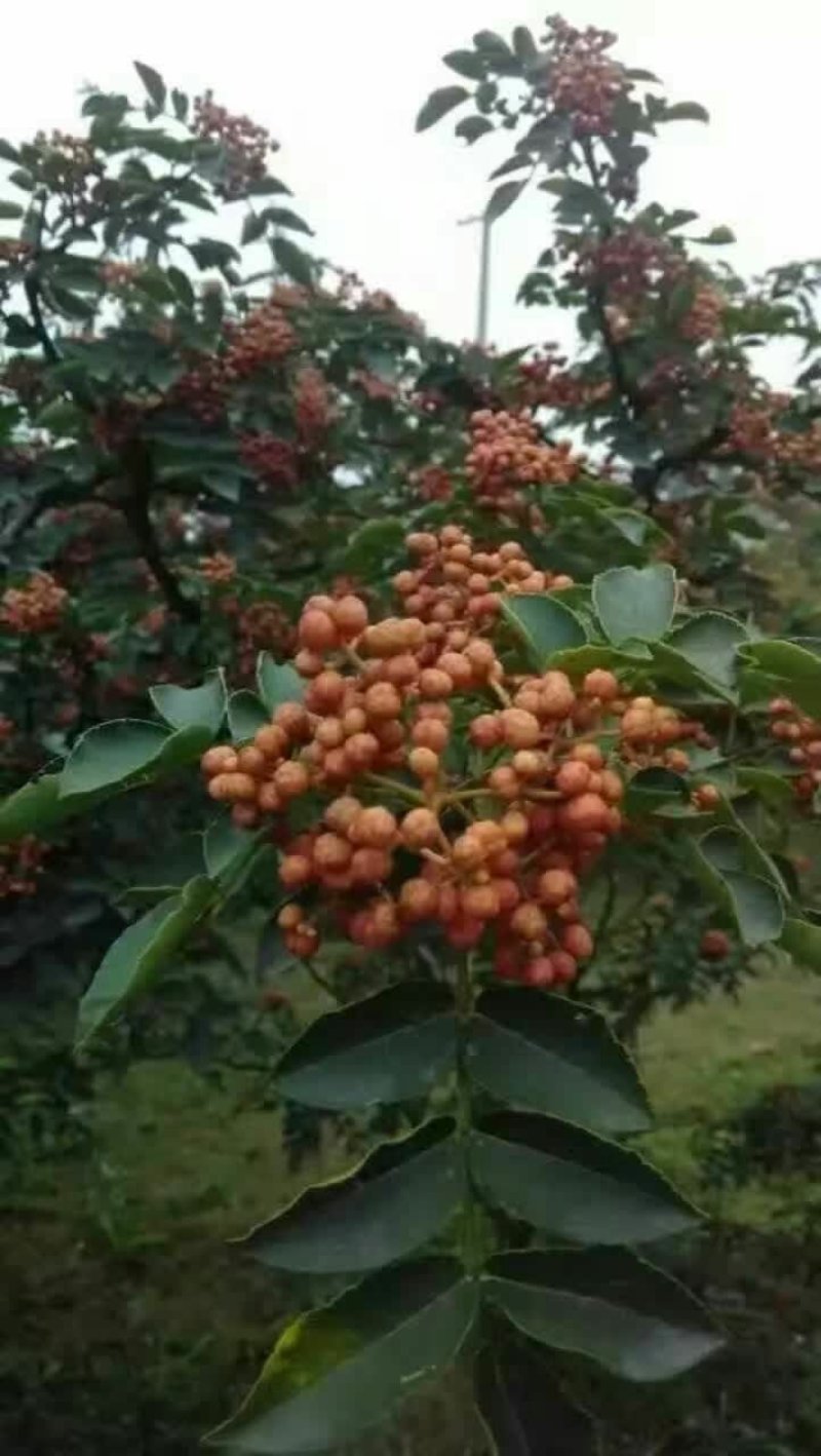 【精选推荐花椒苗】韩城大红袍狮子头，黄盖花椒苗，少量刺花椒苗