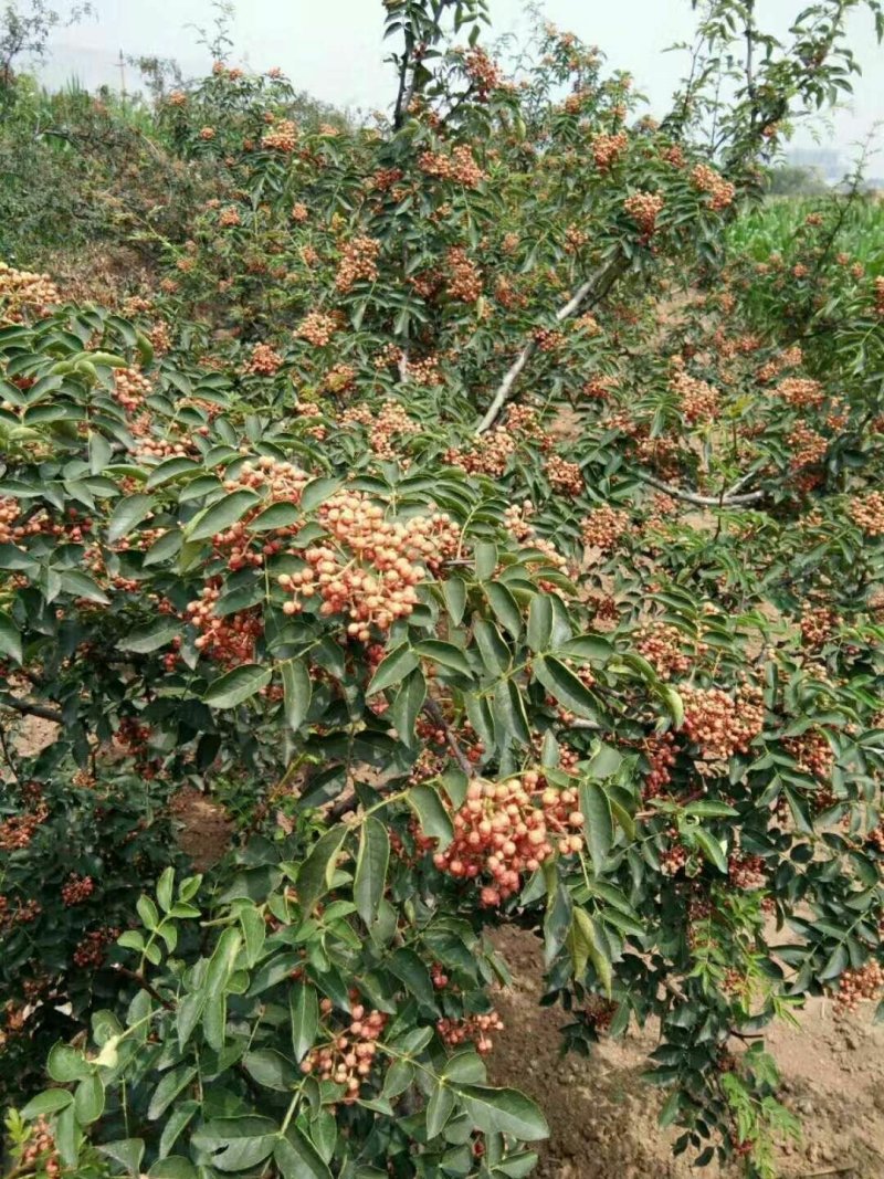 【精选推荐花椒苗】韩城大红袍狮子头，黄盖花椒苗，少量刺花椒苗