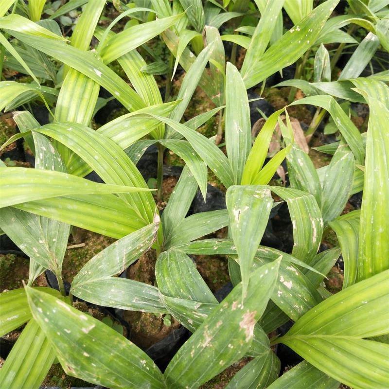 假槟榔种苗棕榈科植物庭院盆栽地栽绿化苗木