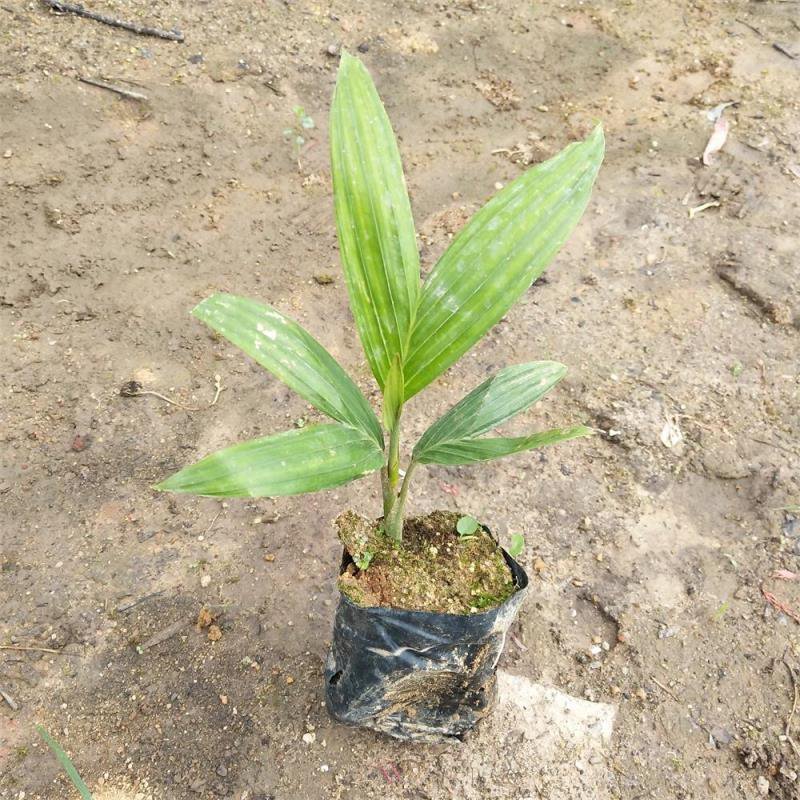 假槟榔种苗棕榈科植物庭院盆栽地栽绿化苗木