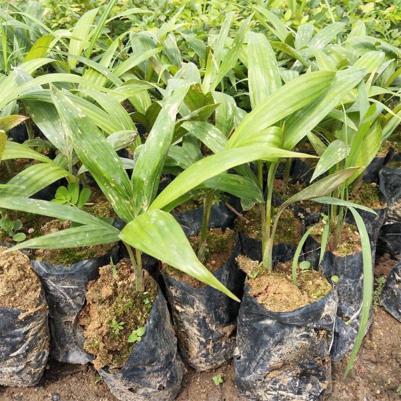 假槟榔种苗棕榈科植物庭院盆栽地栽绿化苗木