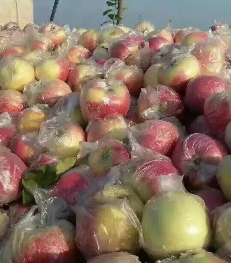 红富士苹果产地直供脆甜可口量大质优80起步上不封顶
