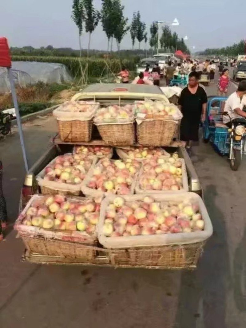 红富士苹果产地直供脆甜可口量大质优80起步上不封顶