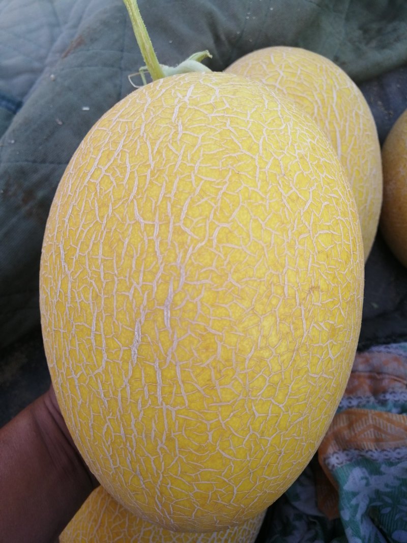 哈密瓜玉门哈密瓜代办玉门花海哈密瓜基地