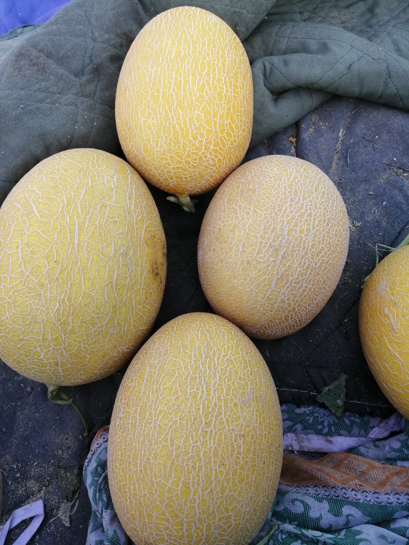 哈密瓜玉门哈密瓜代办玉门花海哈密瓜基地