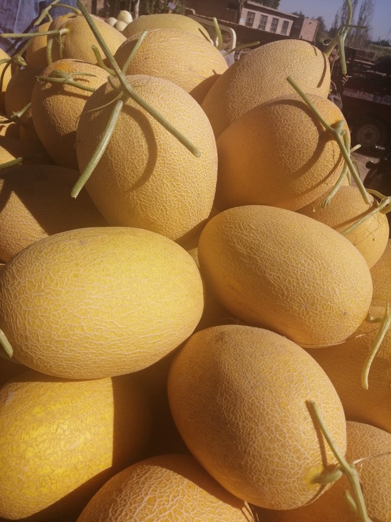 哈密瓜玉门哈密瓜代办玉门花海哈密瓜基地