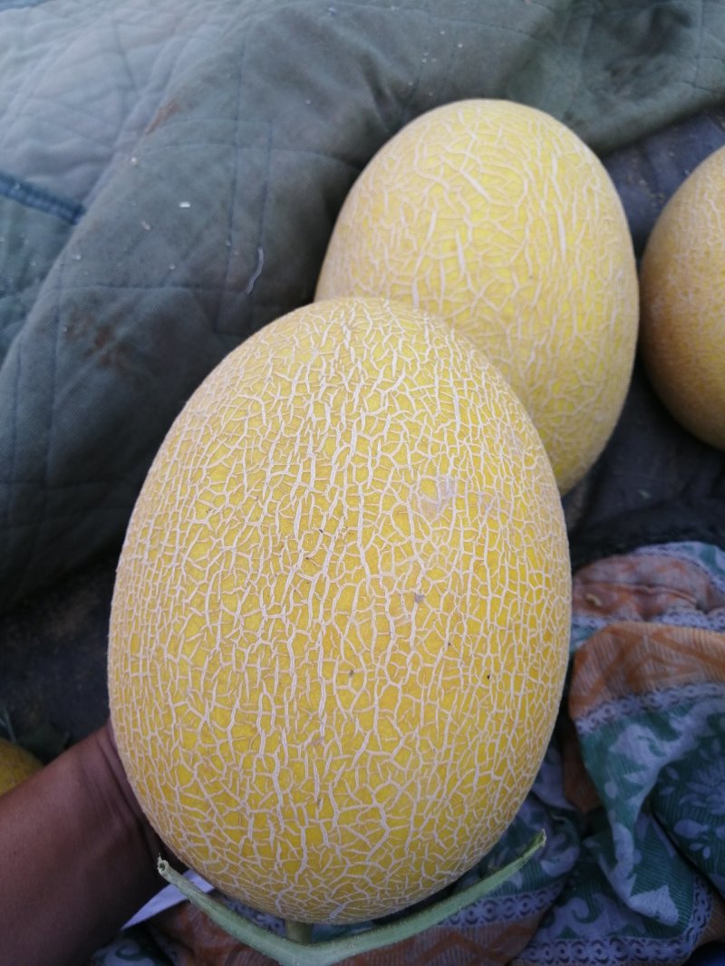 哈密瓜玉门哈密瓜代办玉门花海哈密瓜基地