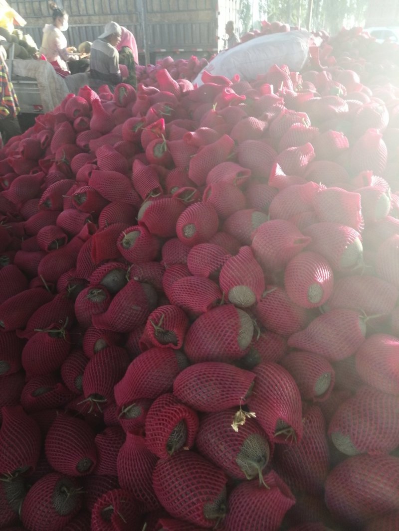 甘肃玉门花海哈密瓜批发小蜜哈密瓜全国发货代办甘肃产区经理