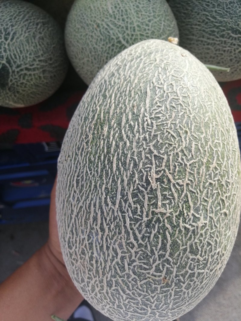 甘肃玉门花海哈密瓜批发小蜜哈密瓜全国发货代办甘肃产区经理