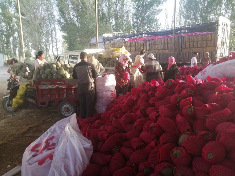 甘肃玉门花海哈密瓜批发小蜜哈密瓜全国发货代办甘肃产区经理