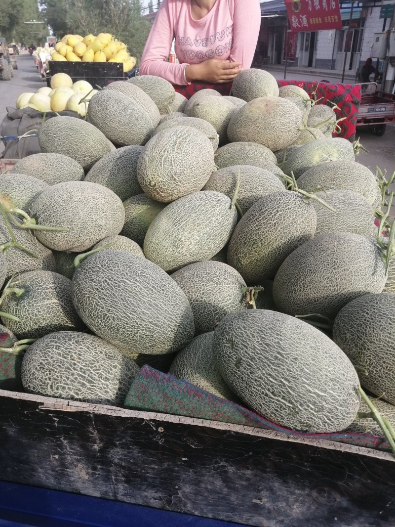 甘肃玉门花海哈密瓜批发小蜜哈密瓜全国发货代办甘肃产区经理