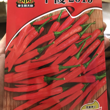 早霞2019