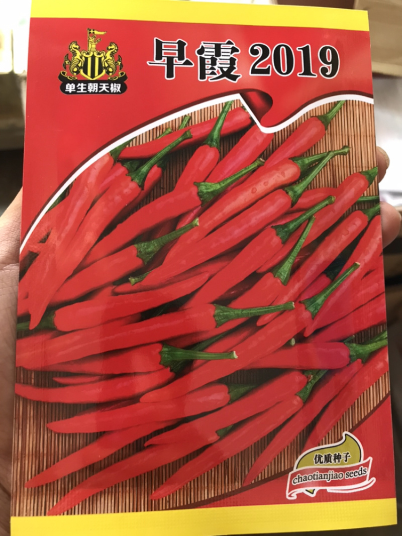 早霞2019