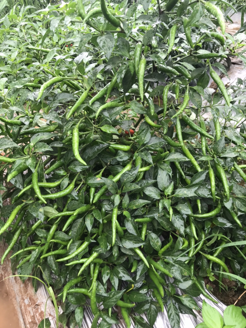 早霞2019