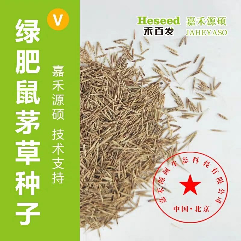鼠毛草种子鼠茅草种子嘉禾源硕鼠茅草种子