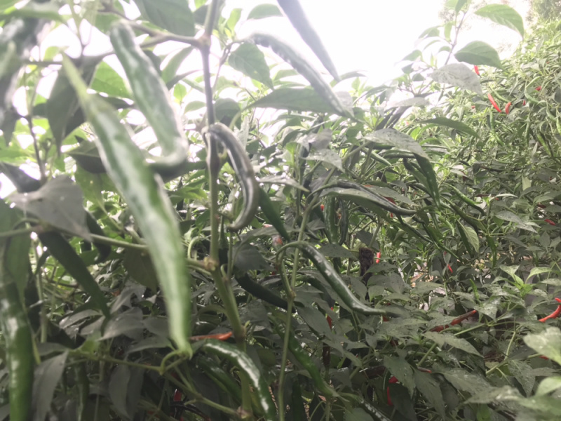 “泰丰”青红两用，大果型，抗性好，产量高，早熟