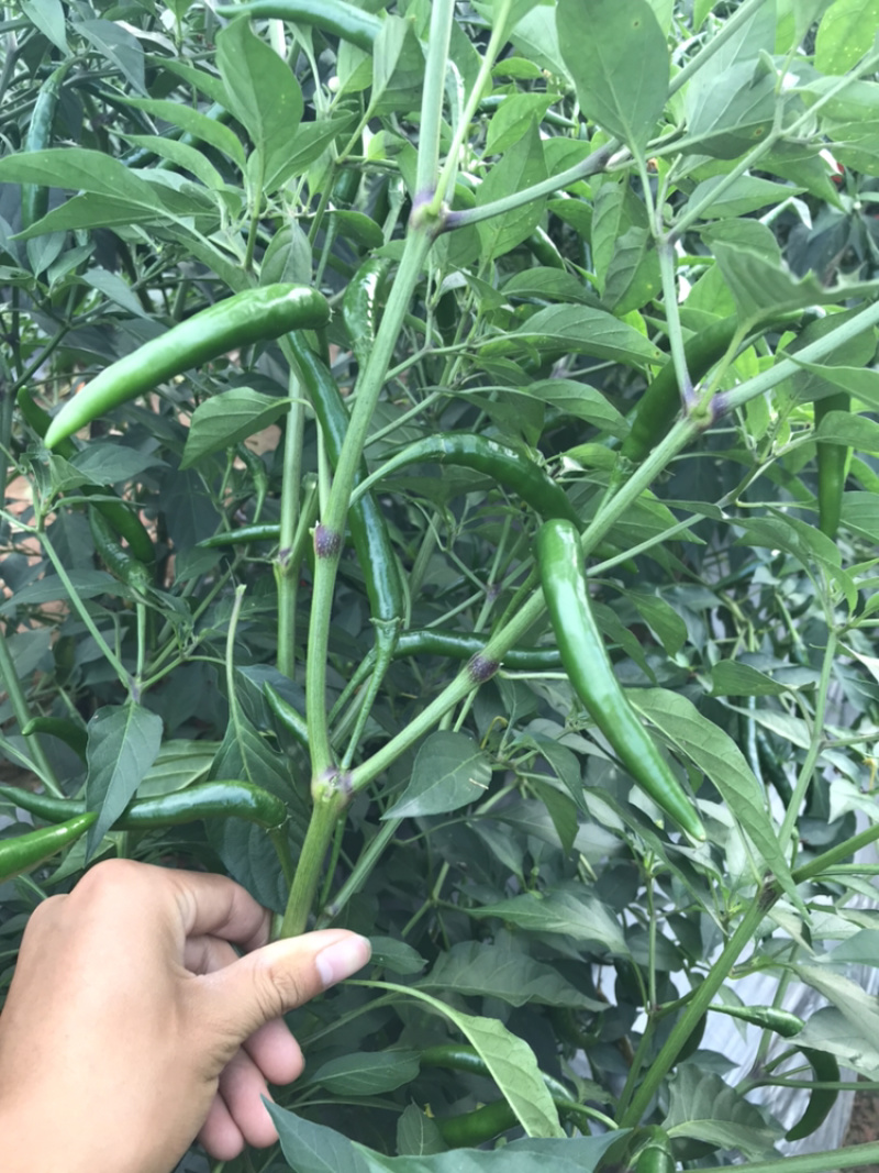 “泰丰”青红两用，大果型，抗性好，产量高，早熟