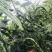 “泰丰”青红两用，大果型，抗性好，产量高，早熟