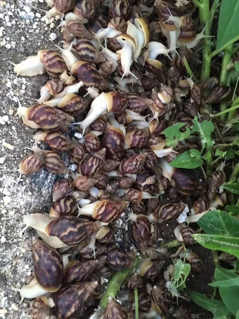 白玉蜗牛一个年挣百万的新型行业