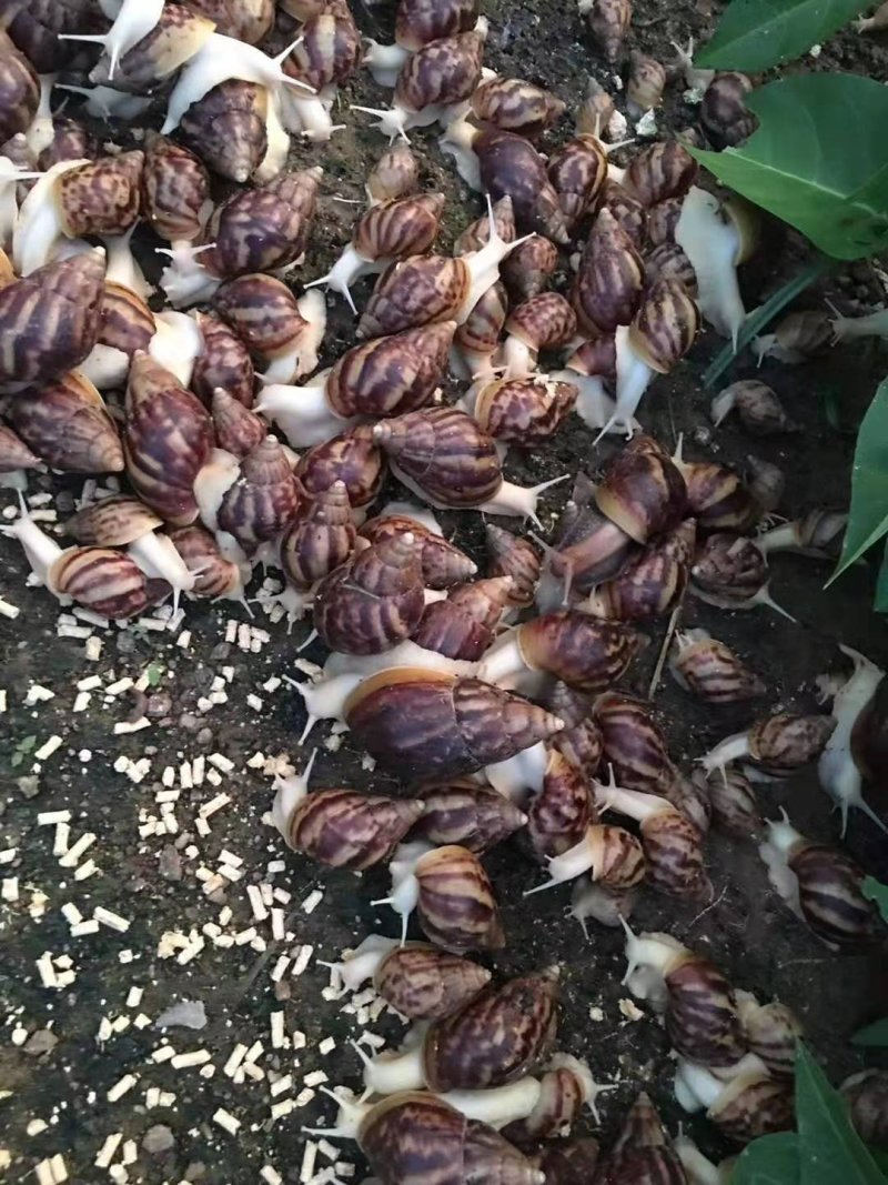 白玉蜗牛一个年挣百万的新型行业