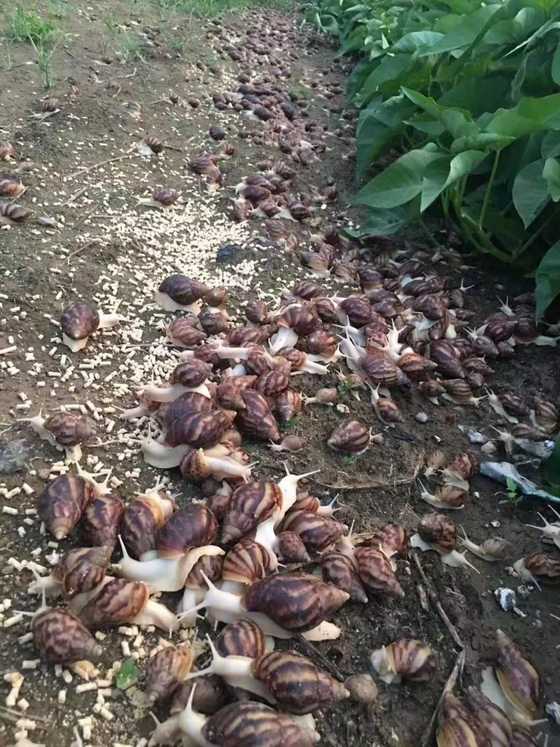 白玉蜗牛一个年挣百万的新型行业